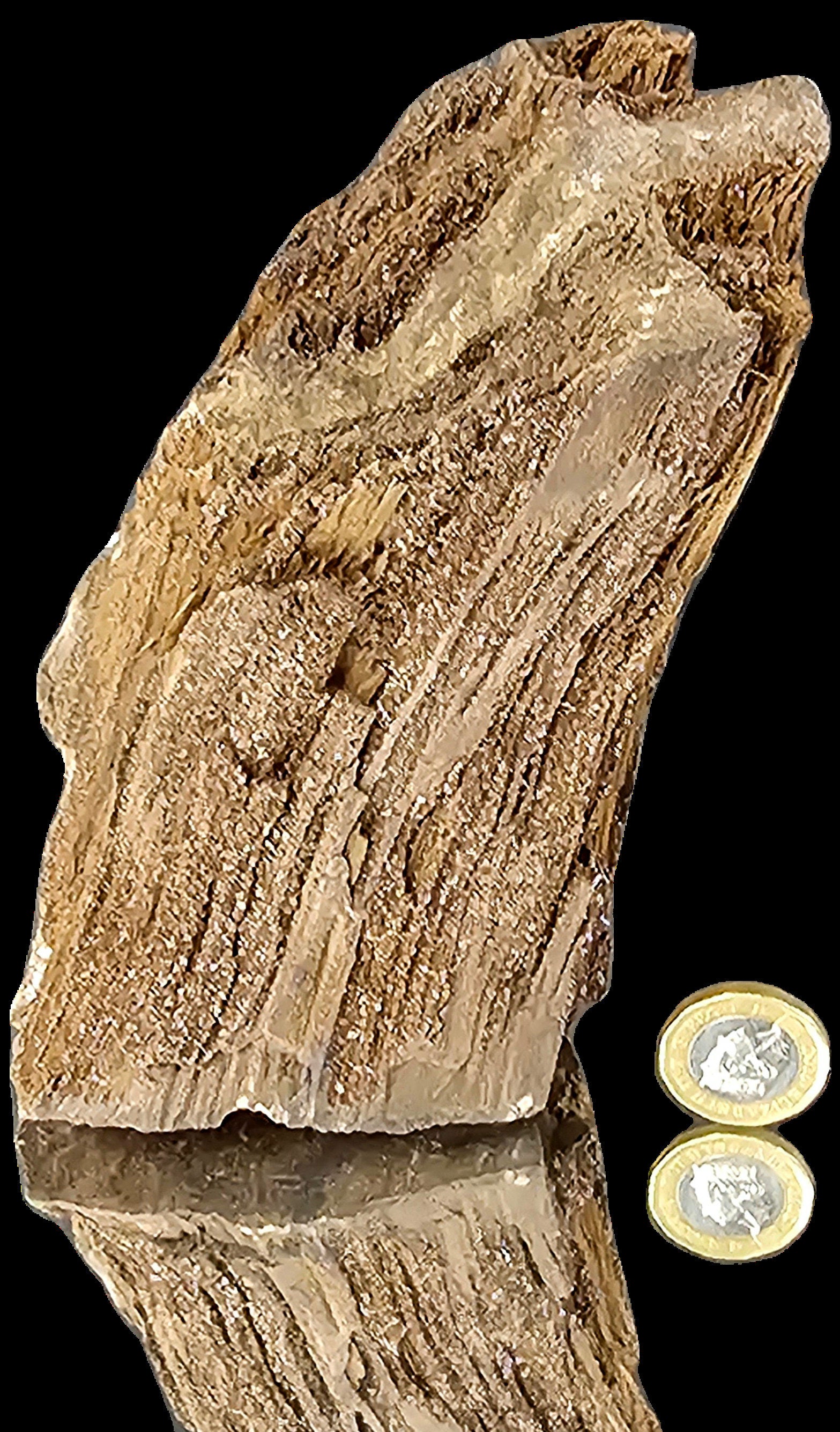Petrified Wood With Quartz Druzy Outstanding quality covered in Quartz, druzy, would make for fantastic home or office decor a very unique display piece. From Zwenkau, Leipzig , Saxony Germany the site is no longer accessible and the pit has been flooded