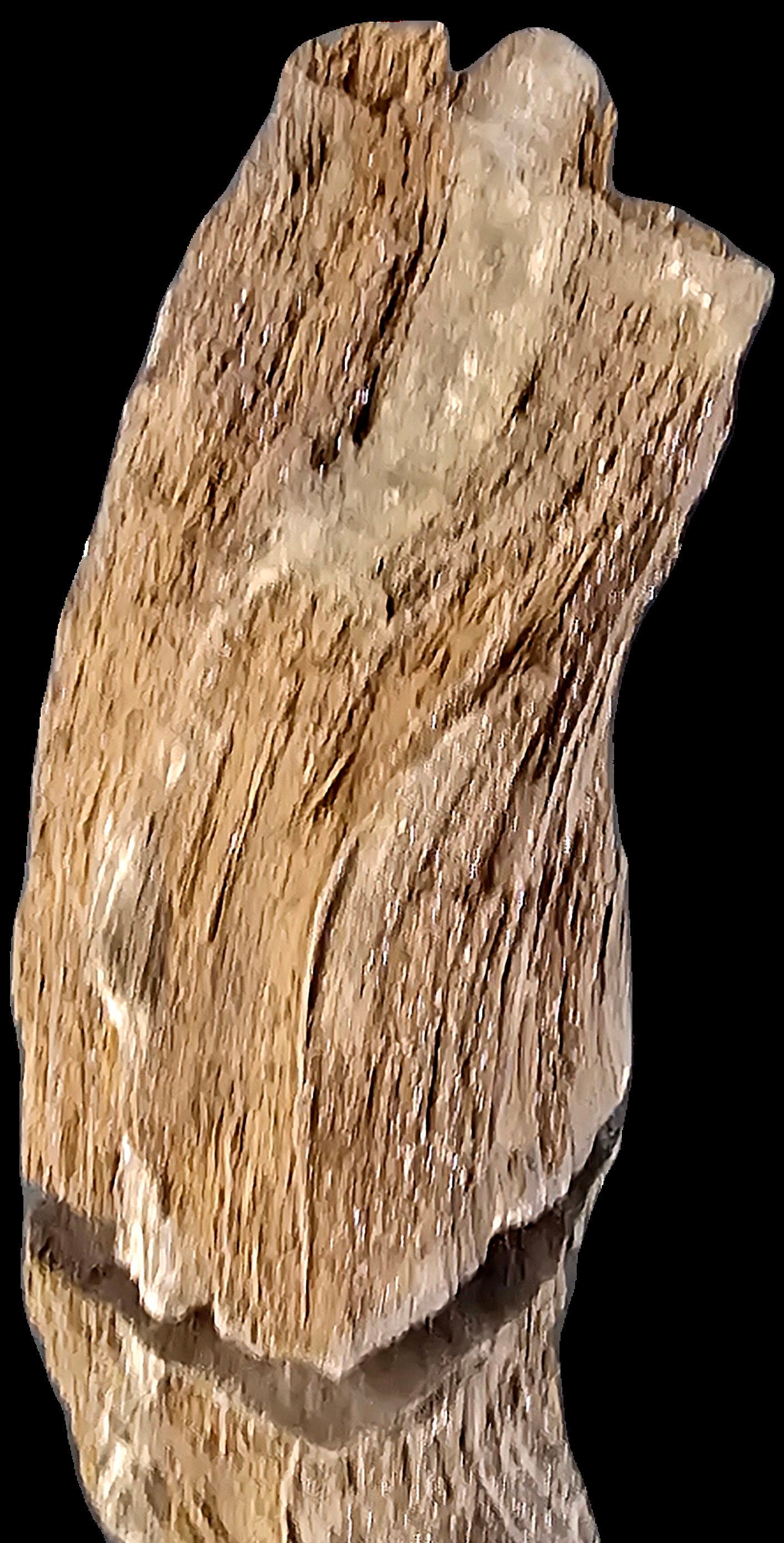 Fossil Wood Quartz Crystal Druze Rare Petrified Wood Germany