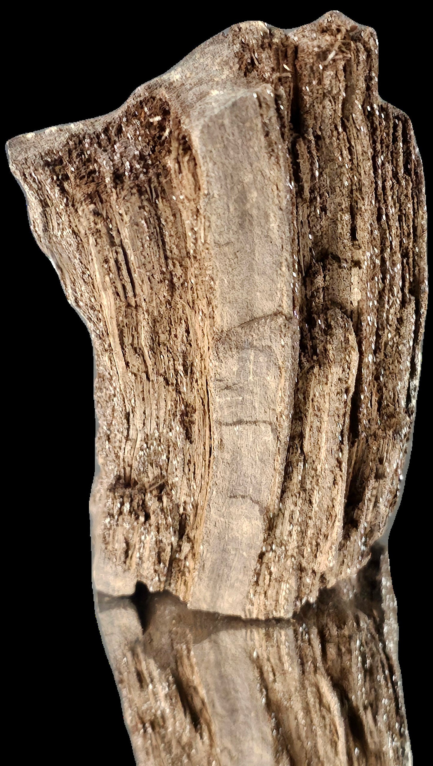 Fossil Wood Quartz Crystal Druze Rare Petrified Wood Germany (#5)