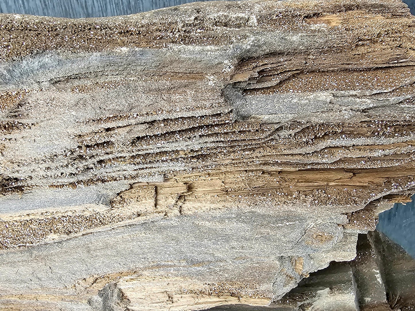 Fossil Wood Quartz Crystal Druze Rare Petrified Wood Germany (#8)