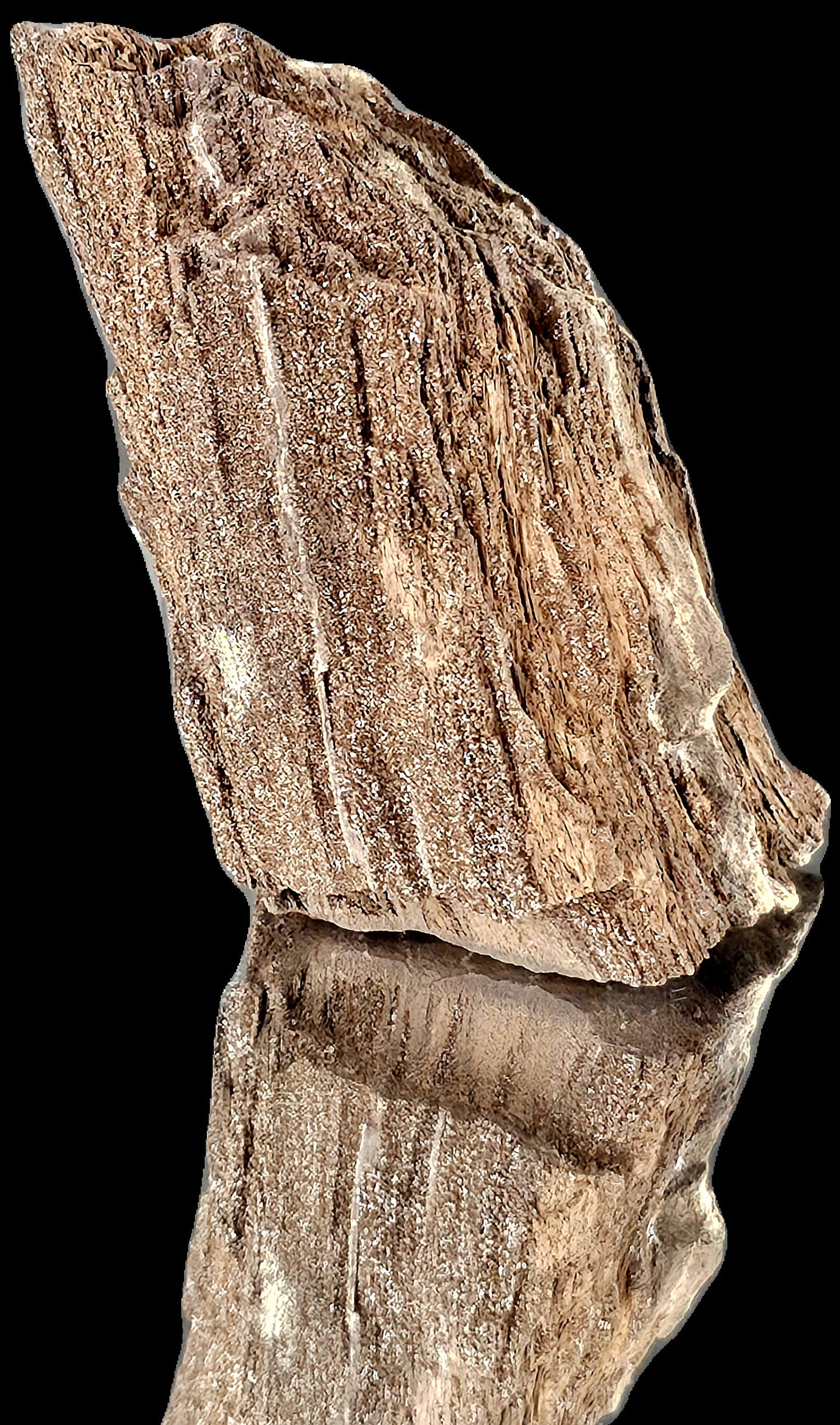 Fossil Wood Quartz Crystal Druze Rare Petrified Wood Germany (#5)