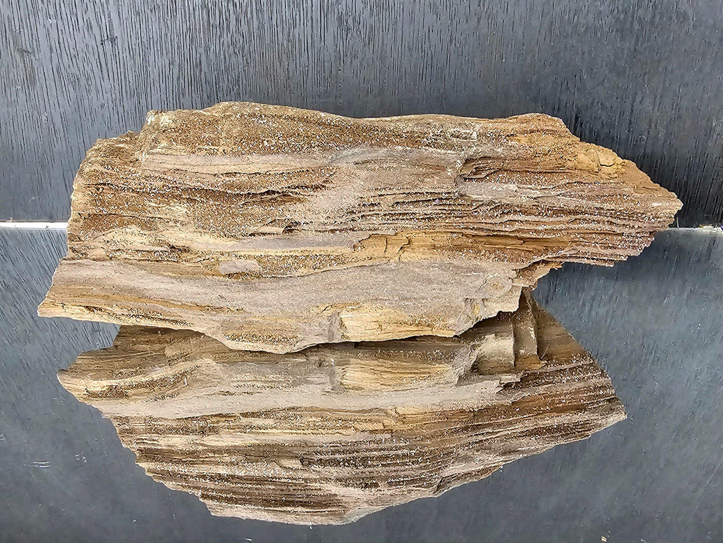 Fossil Wood Quartz Crystal Druze Rare Petrified Wood Germany (#8)
