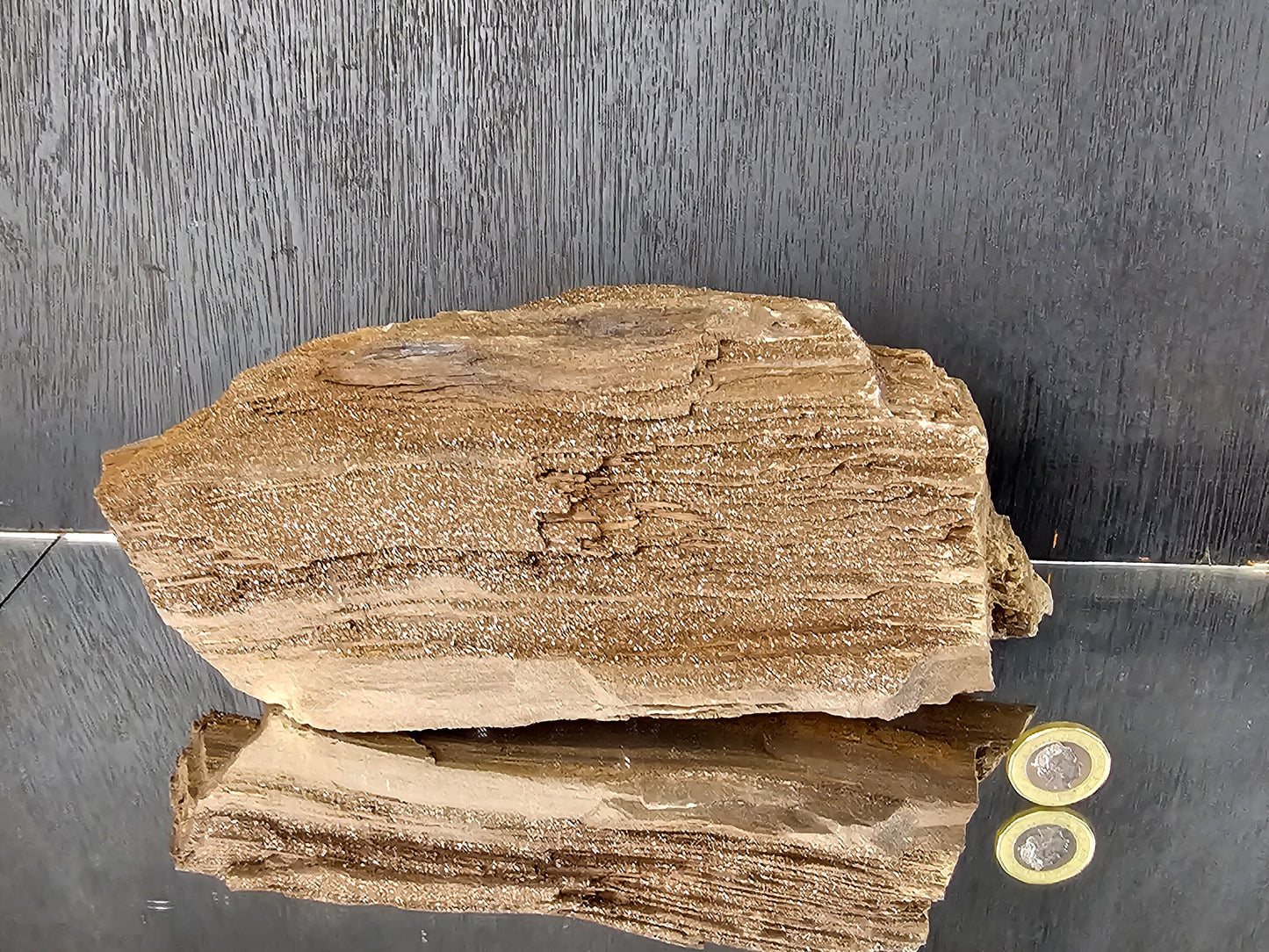 Fossil Wood Quartz Crystal Druze Rare Petrified Wood Germany (#8)