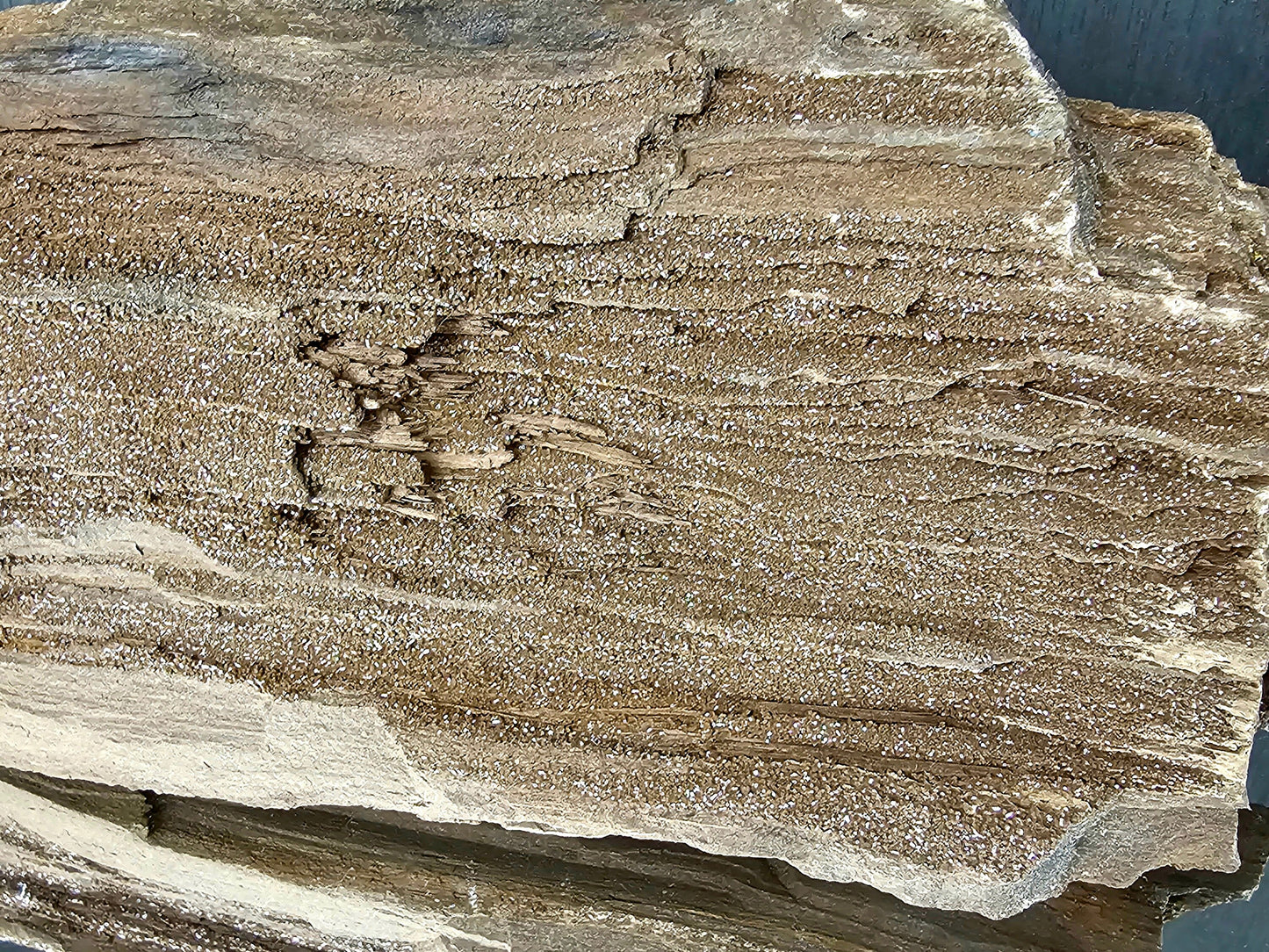 Fossil Wood Quartz Crystal Druze Rare Petrified Wood Germany (#8)