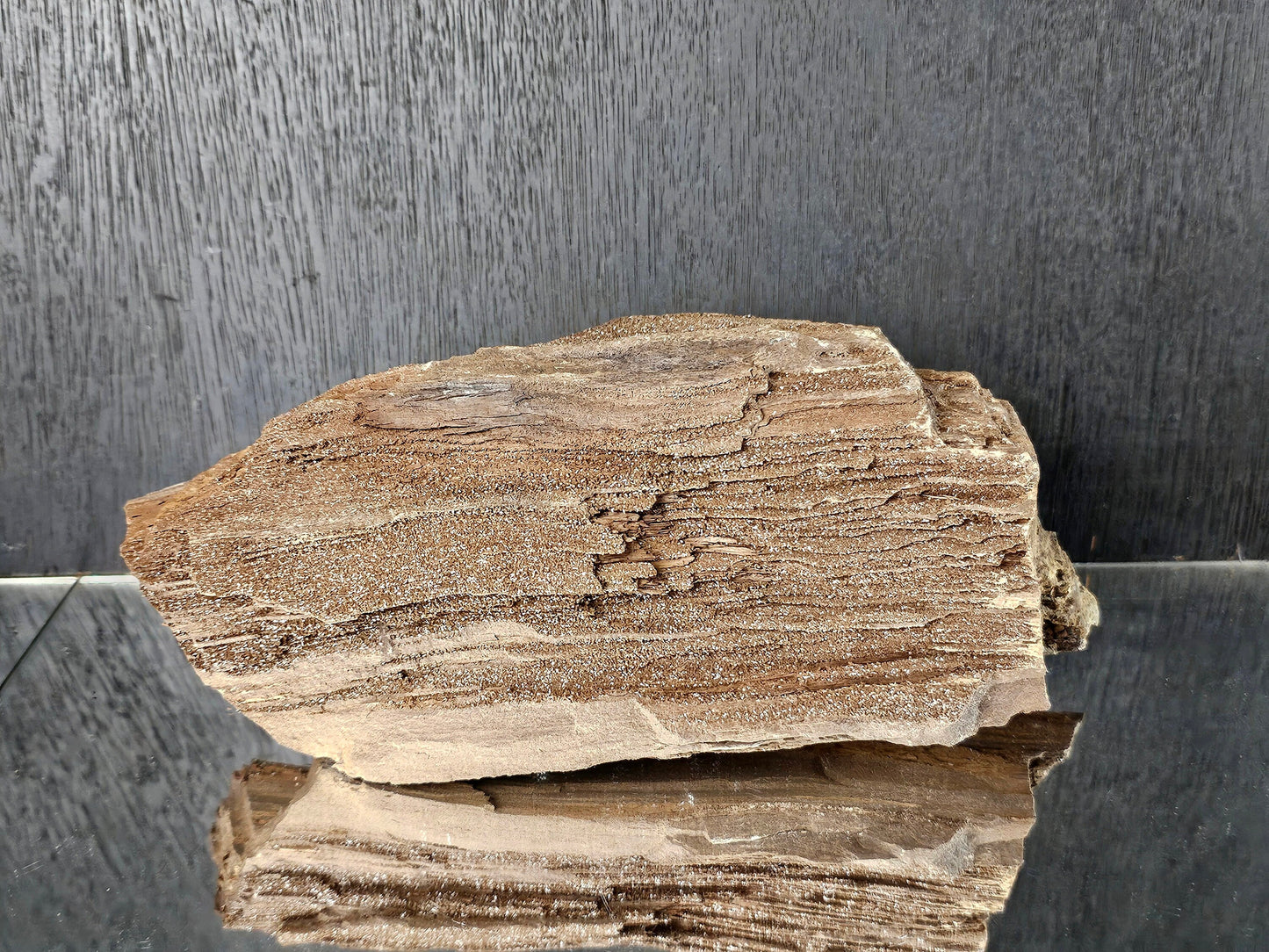 Fossil Wood Quartz Crystal Druze Rare Petrified Wood Germany (#8)