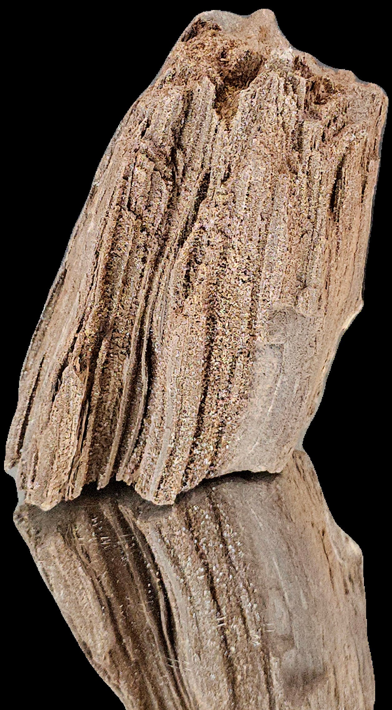 Fossil Wood Quartz Crystal Druze Rare Petrified Wood Germany (#3)