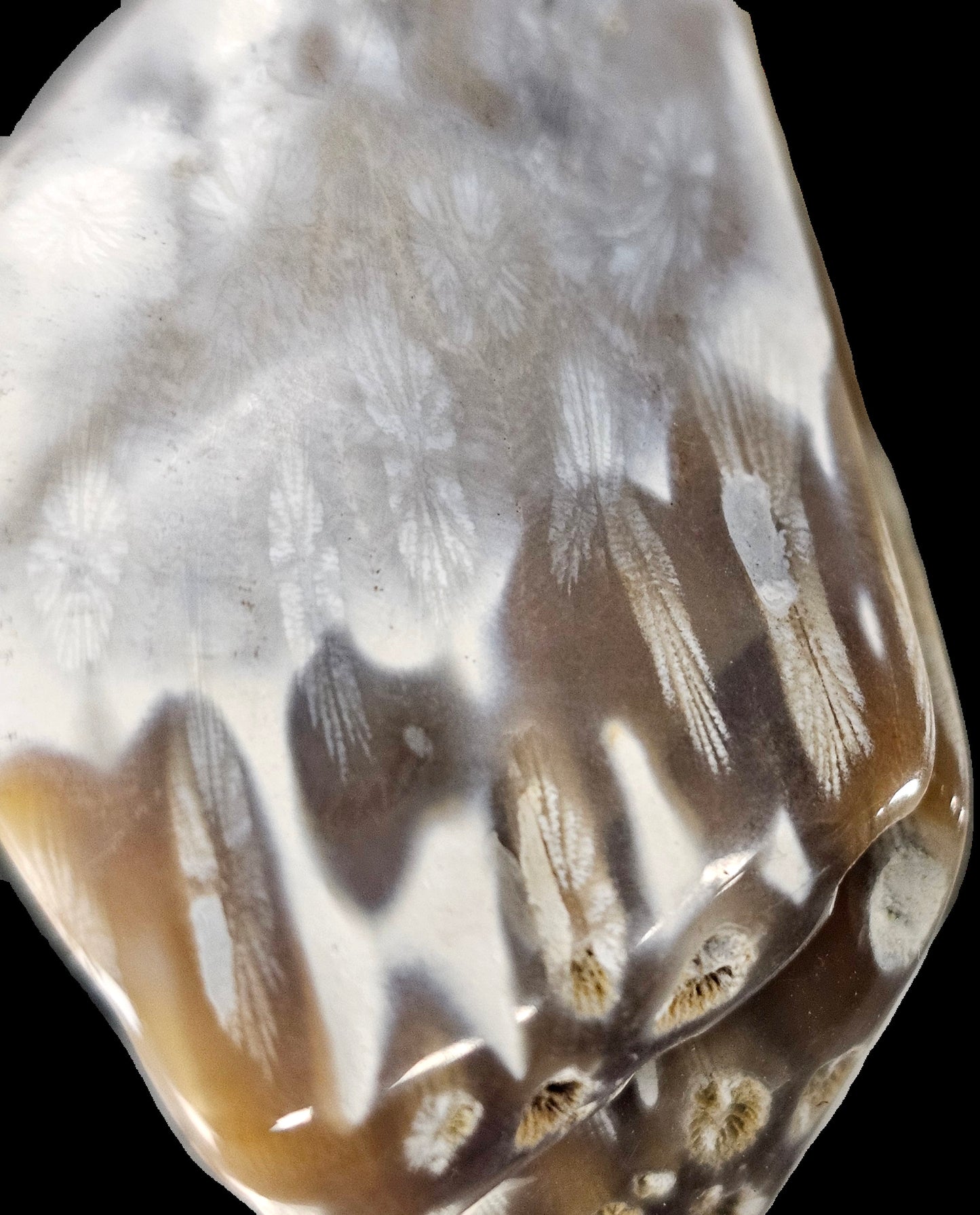 Rare Agate Coral Crystal Fossil - UK tumblestone  (#21)