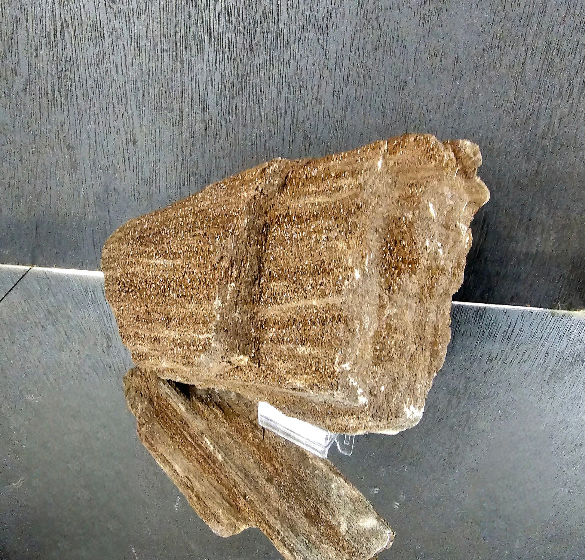 fossil wood quartz