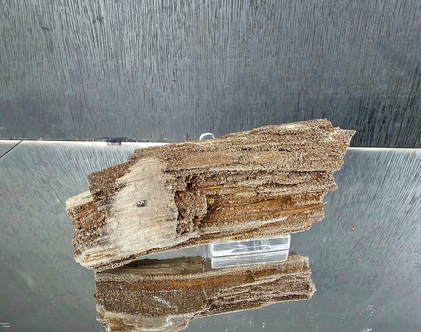 Fossil Wood Quartz Crystal Druze Rare Petrified Wood Germany (#18)