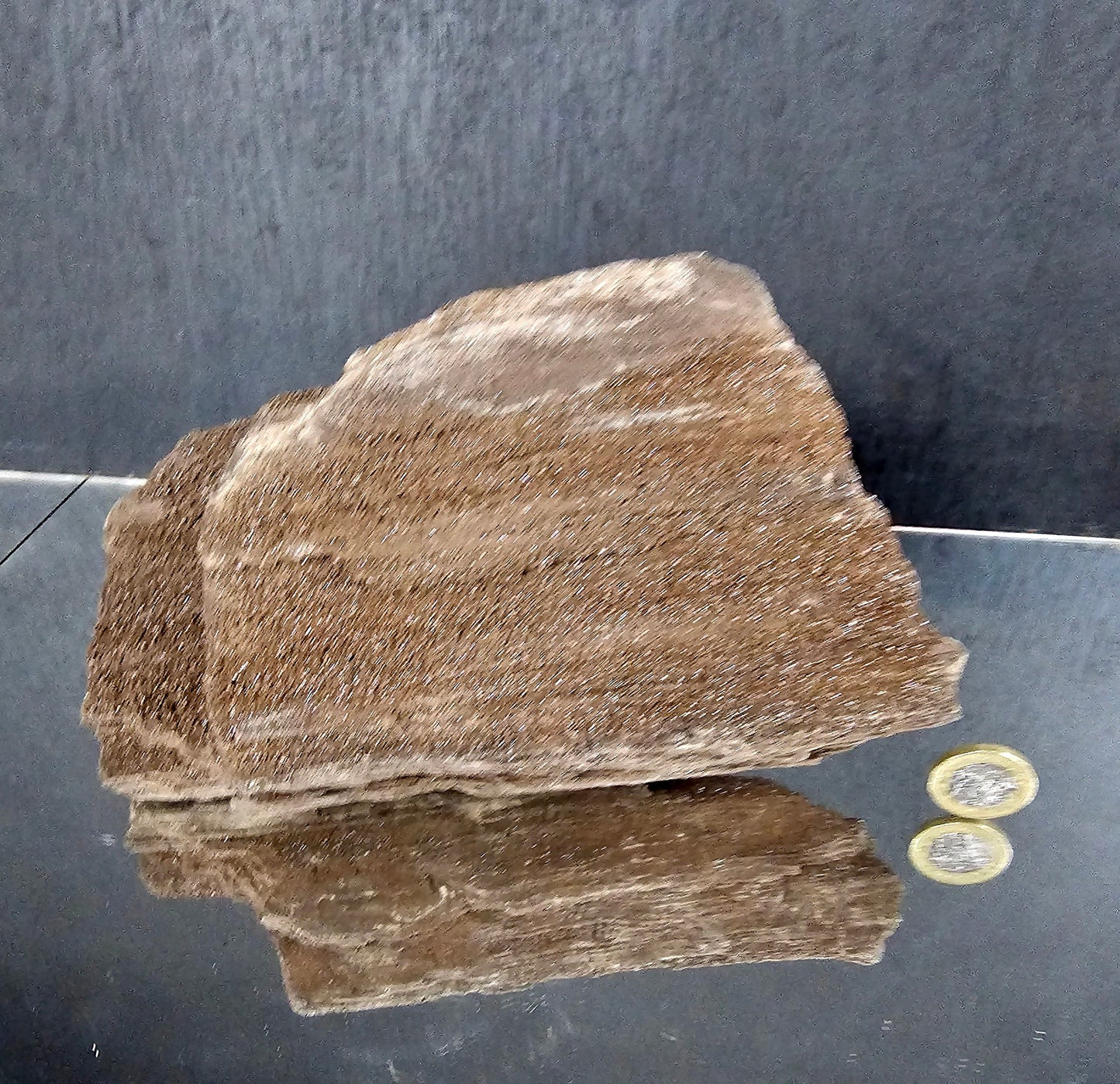 Fossil Wood Quartz Crystal Druze Rare Petrified Wood Germany (#20)