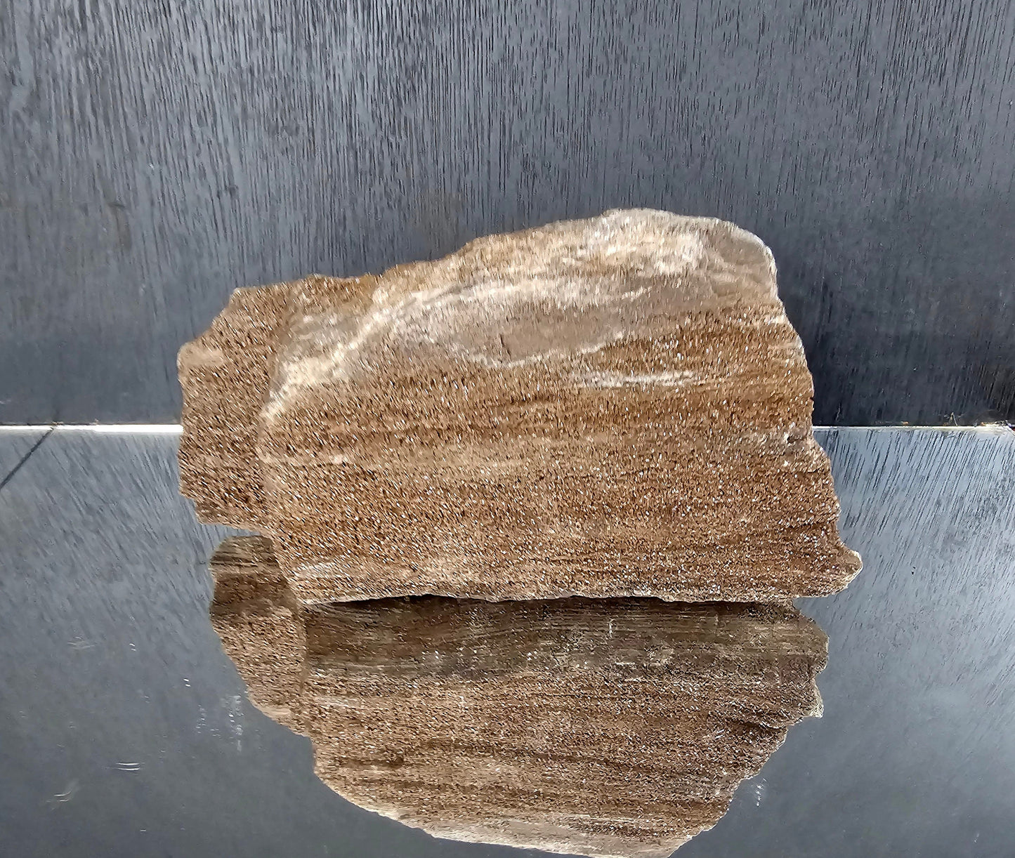 Fossil Wood Quartz Crystal Druze Rare Petrified Wood Germany (#20)