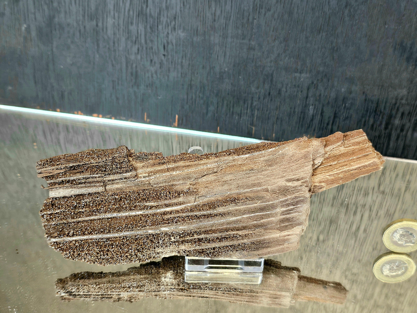 Fossil Wood Quartz Crystal Druze Rare Petrified Wood Germany (#10)