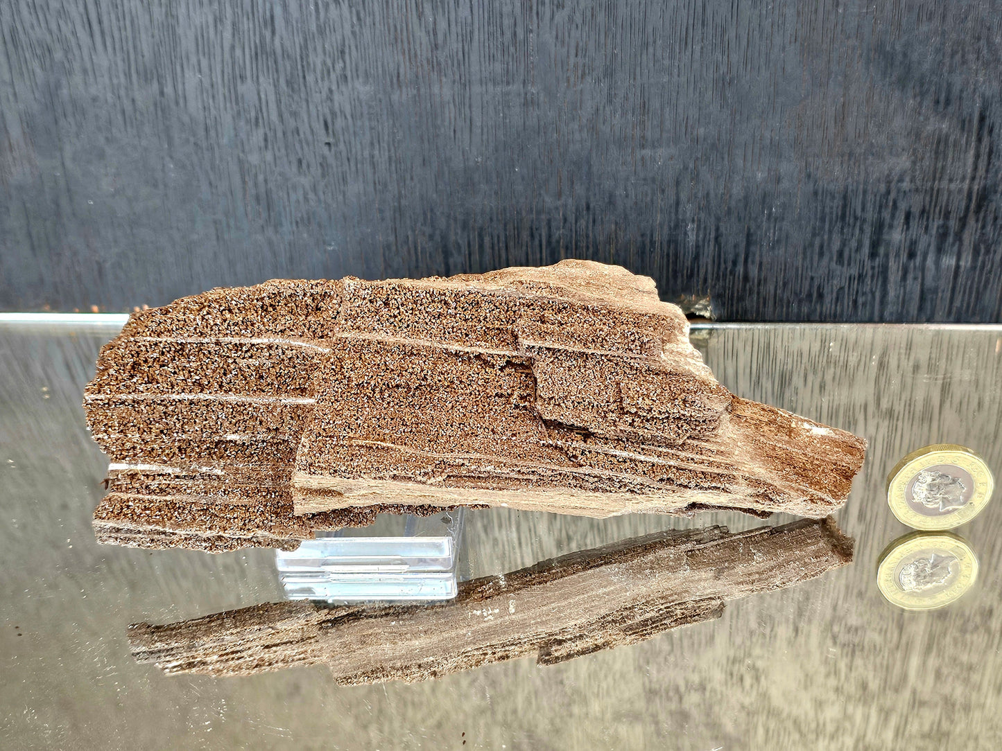 Fossil Wood Quartz Crystal Druze Rare Petrified Wood Germany (#10)