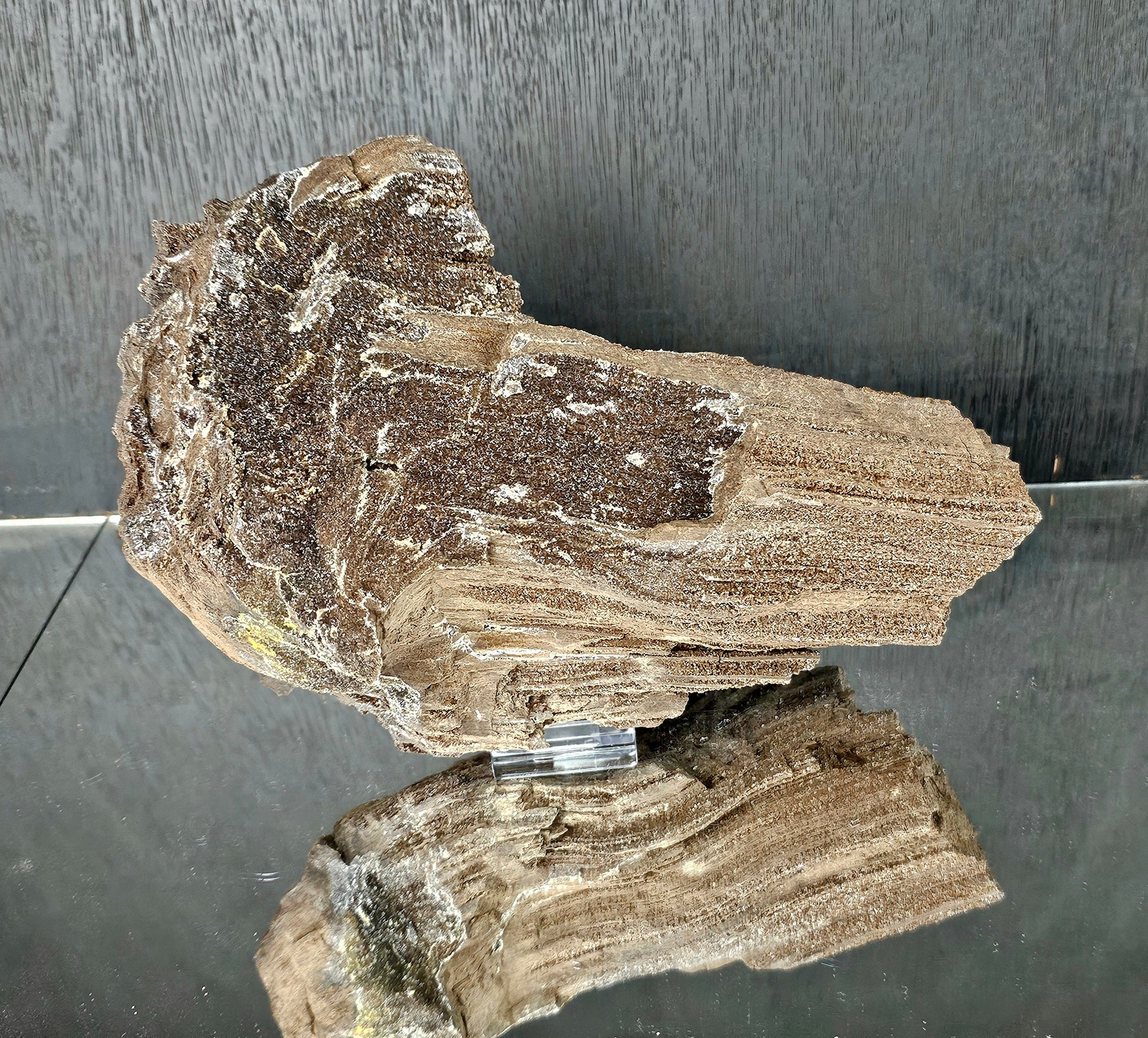 Fossil Wood Quartz Crystal Druze Rare Petrified Wood Germany (#9)