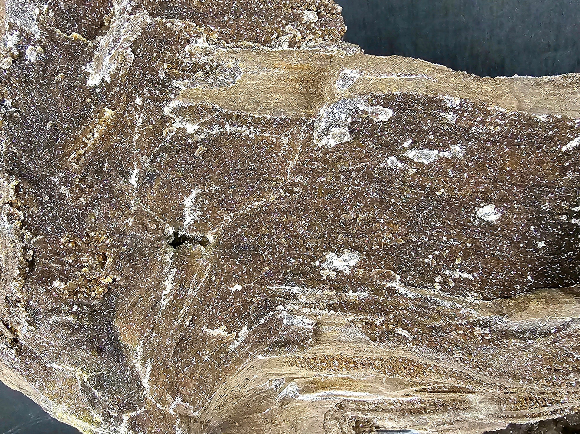 perimineralised fossil wood