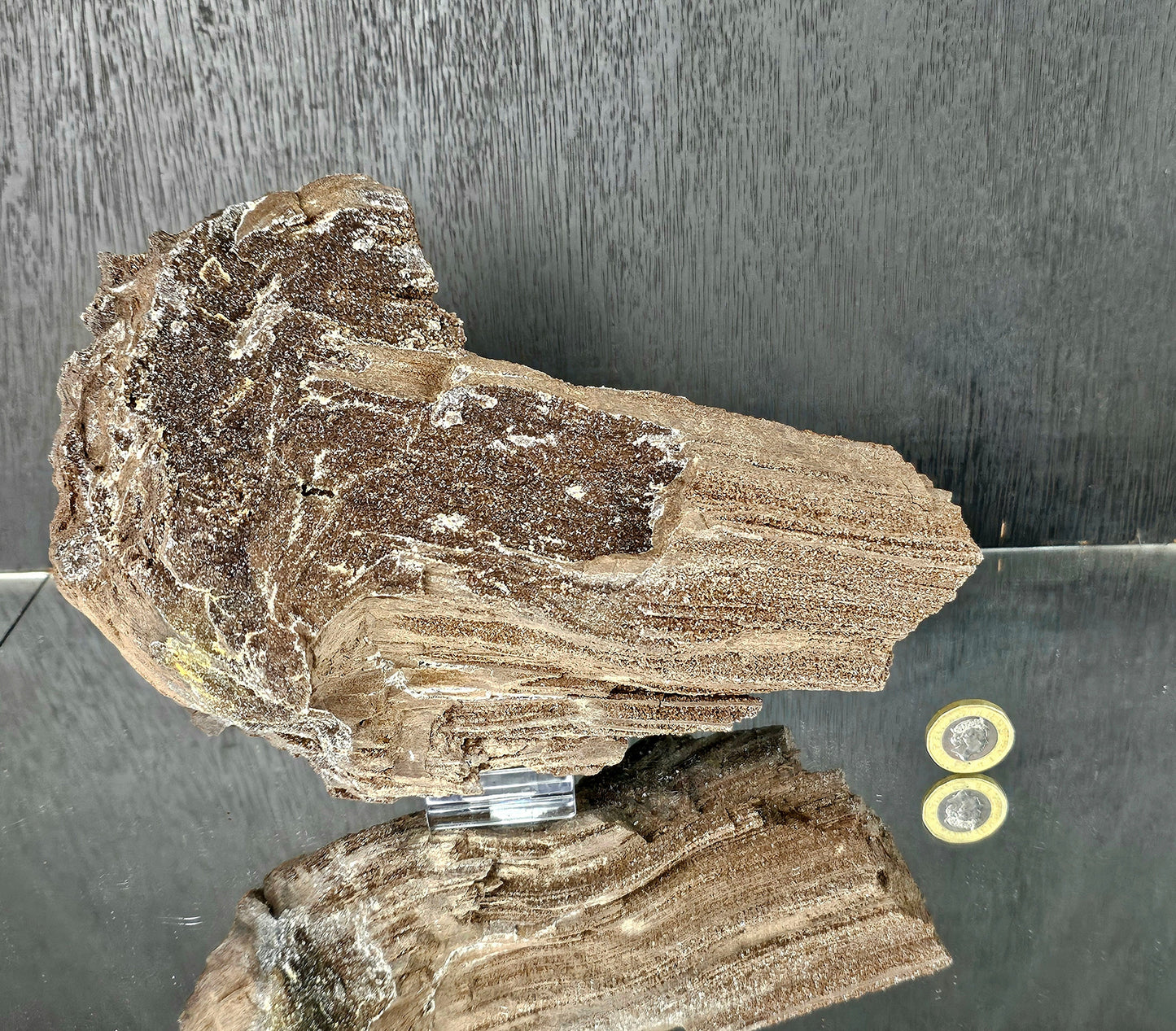 Fossil Wood Quartz Crystal Druze Rare Petrified Wood Germany (#9)