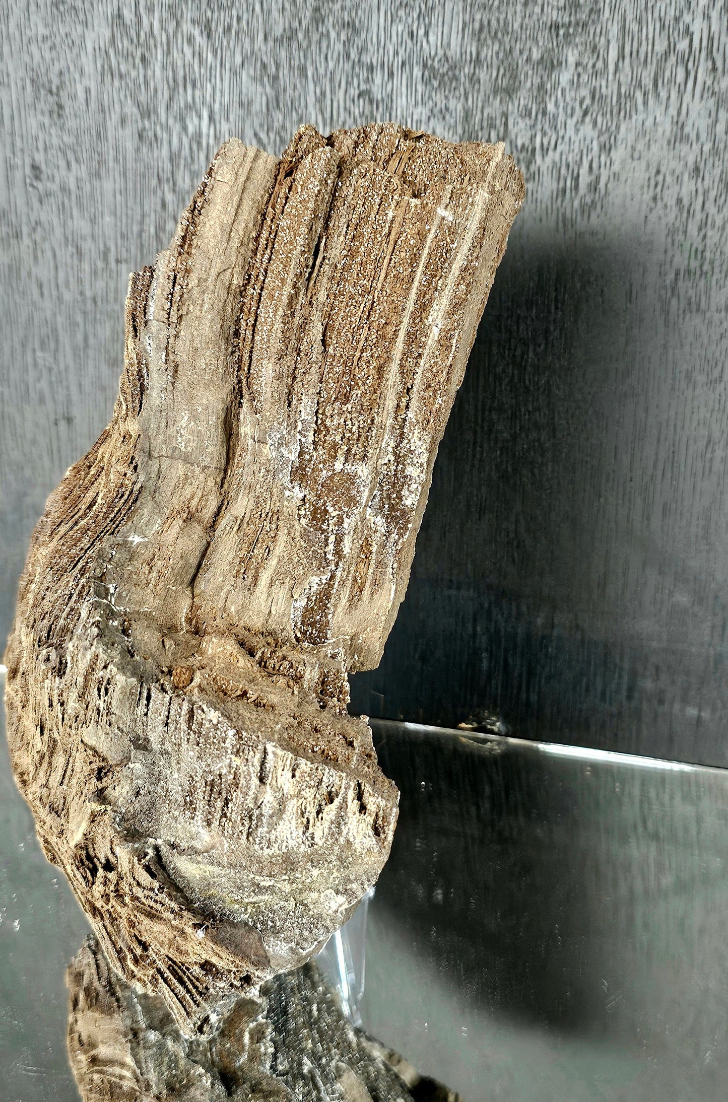 Fossil Wood Quartz Crystal Druze Rare Petrified Wood Germany (#9)