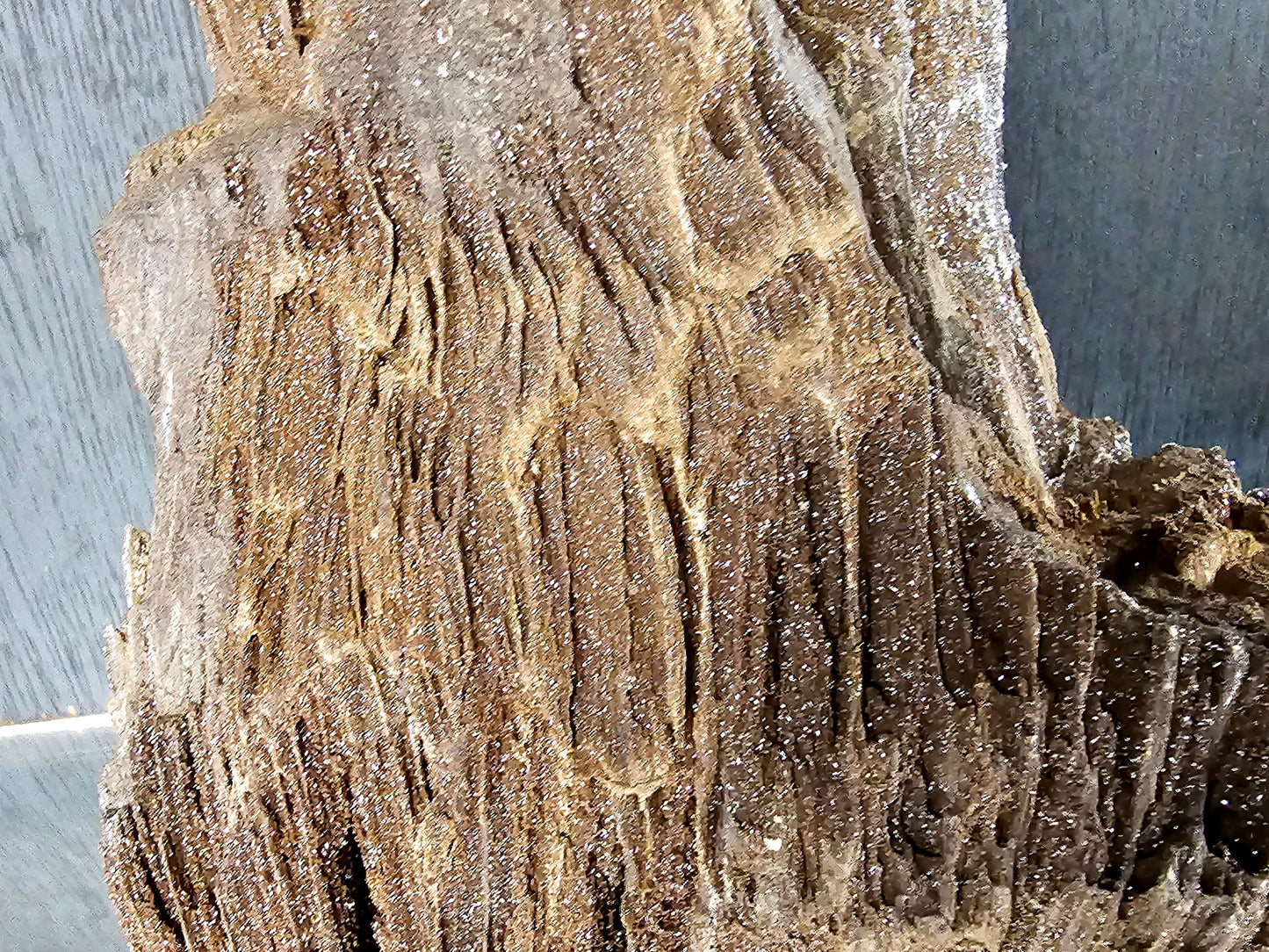 Fossil Wood Quartz Crystal Druze Rare Petrified Wood Germany (#9)