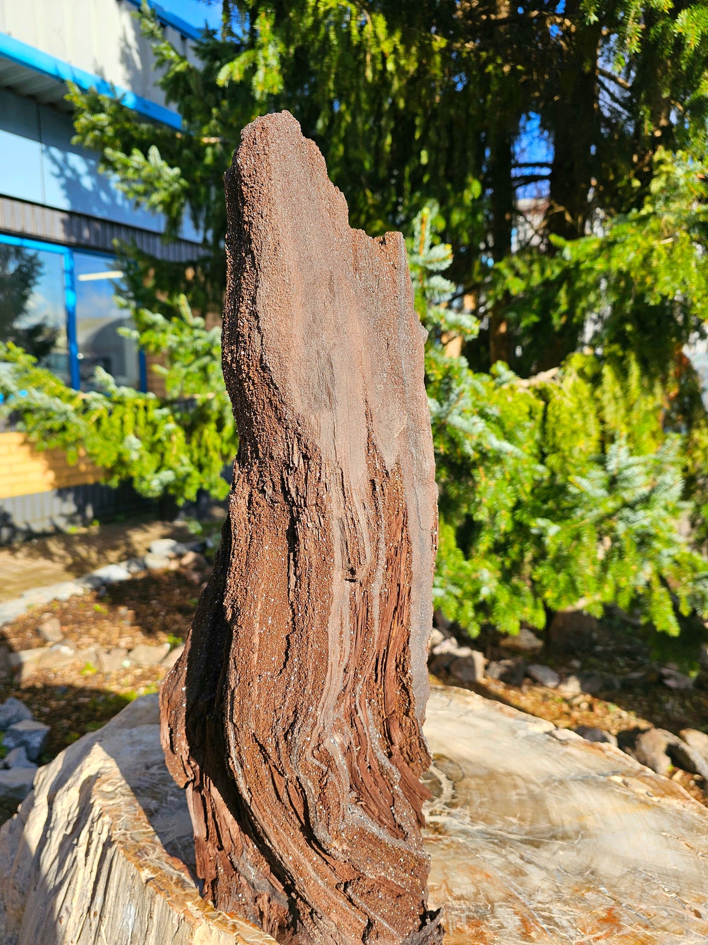 Petrified Wood Adorned with a Delectable Quartz Druze 35 million years ago the mineral quartz fossilised the wood of dead roots and converted it into petrified wood. In this care, the former annual rings were opened, and hollow spaces were formed on which the tiny delicate quartz crystals would grow & flourish. Each piece tells a story of time & transformation, making each not just objects of sheer natural beauty & history but also highly coveted collectibles.