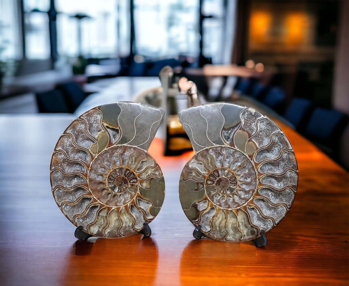 large high quality ammonite fossil for sale 