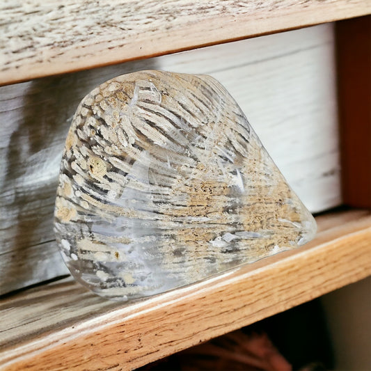 large Rare Agate Coral Crystal Fossil