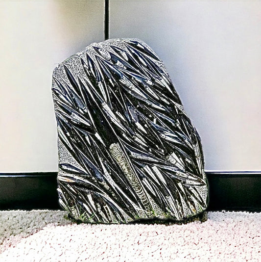 Extra Large Orthoceras Fossil Plate