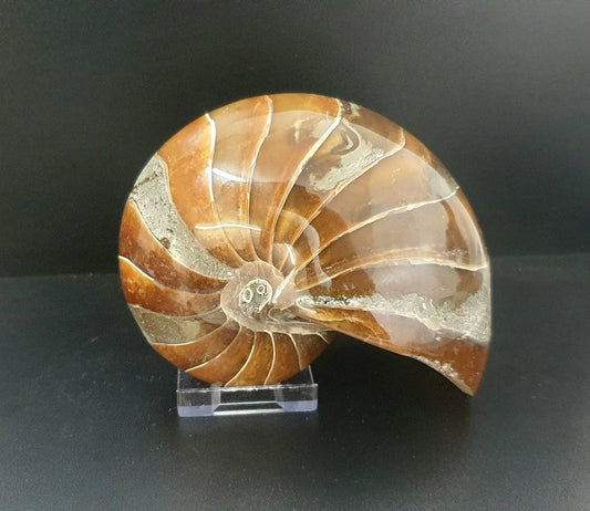 3) Large Nautilus Fossil