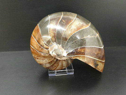 4) Large Nautilus Fossil