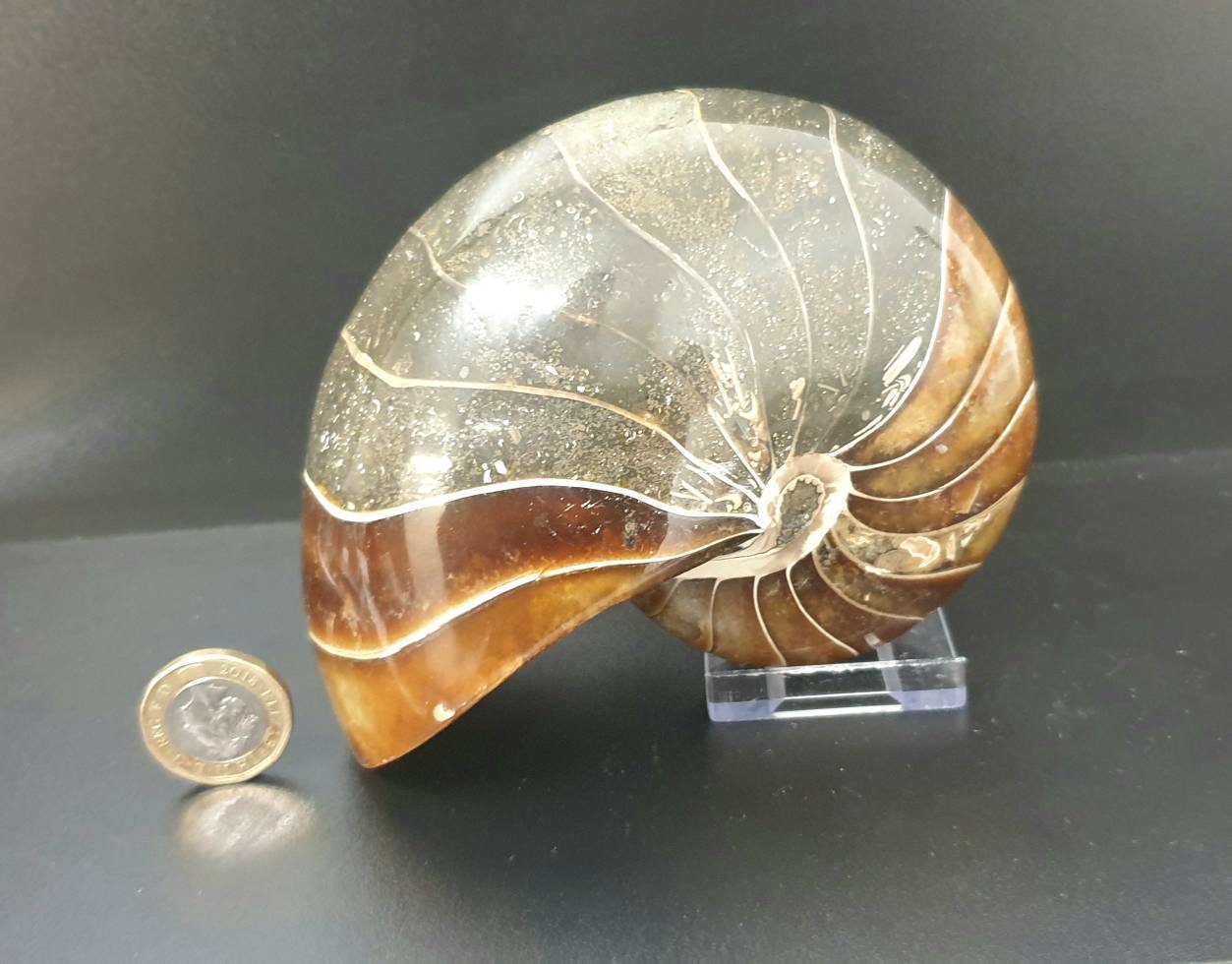 4) Large Nautilus Fossil