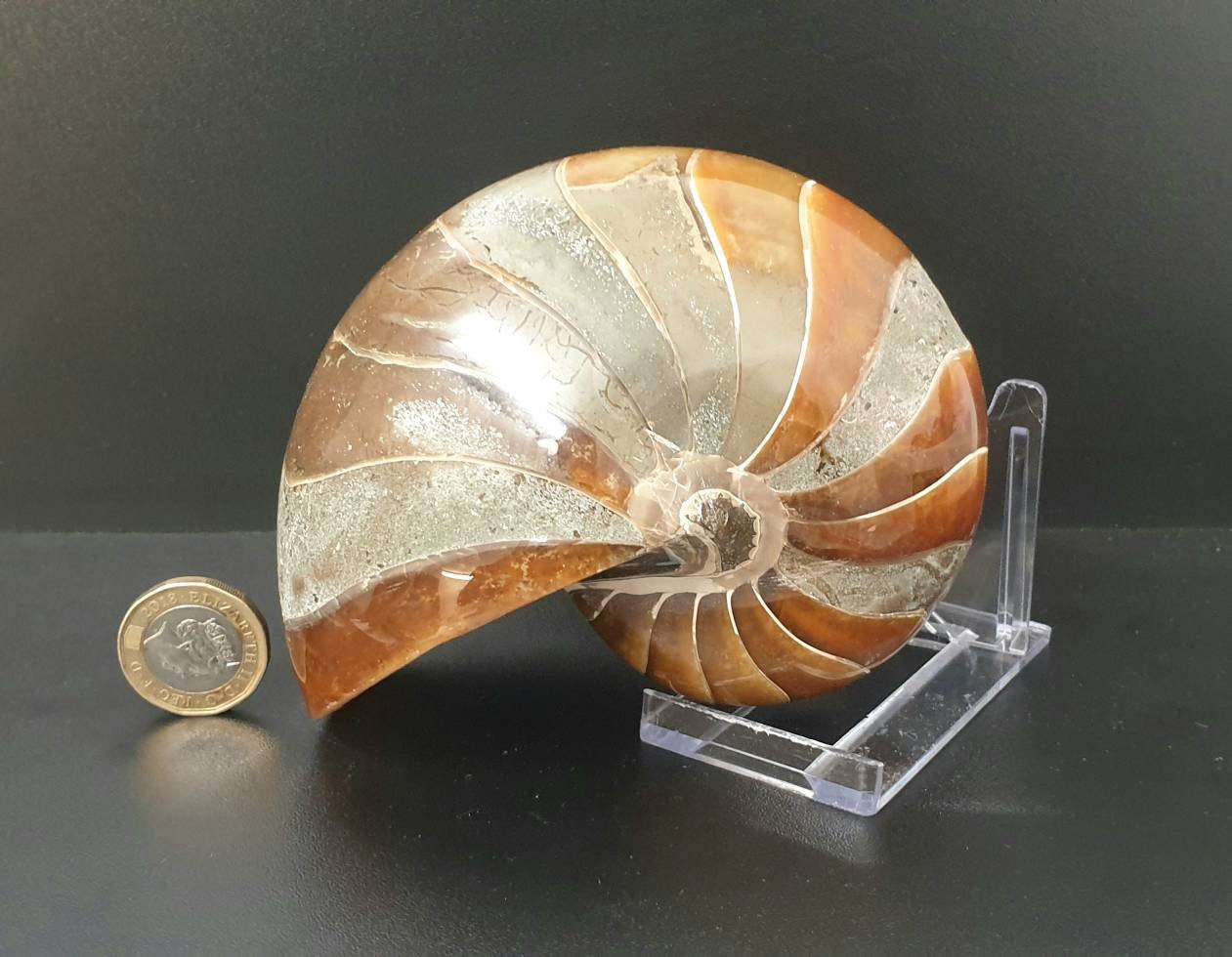 3) Large Nautilus Fossil