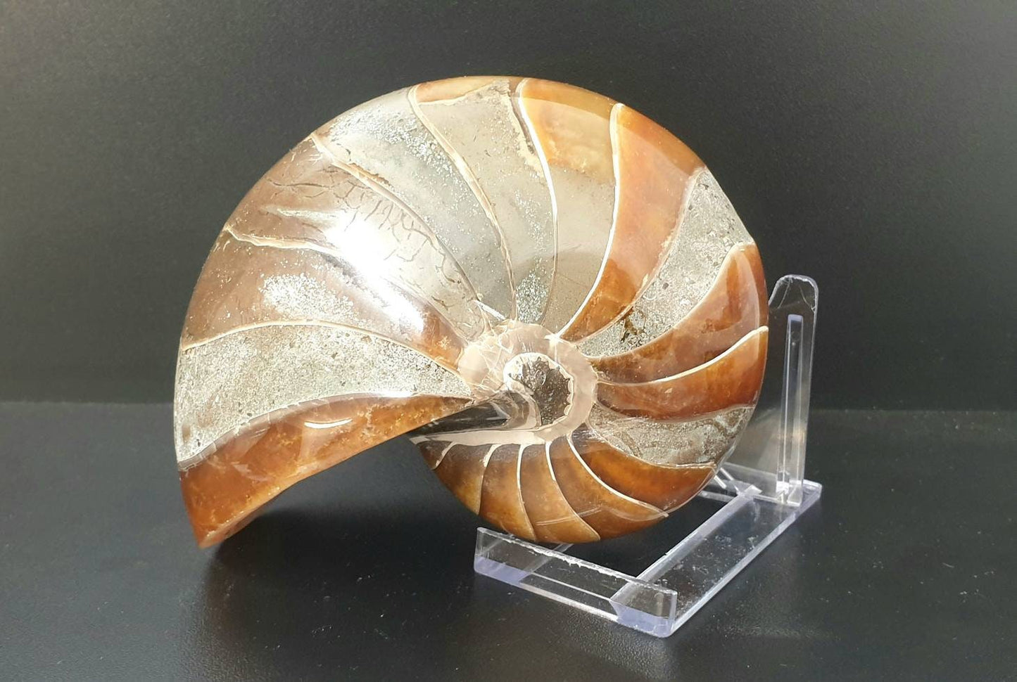 3) Large Nautilus Fossil