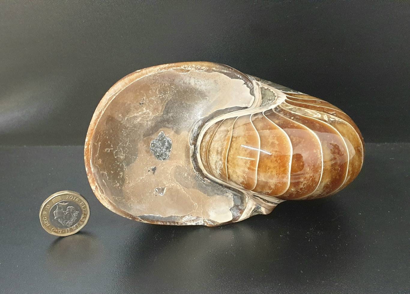 4) Large Nautilus Fossil