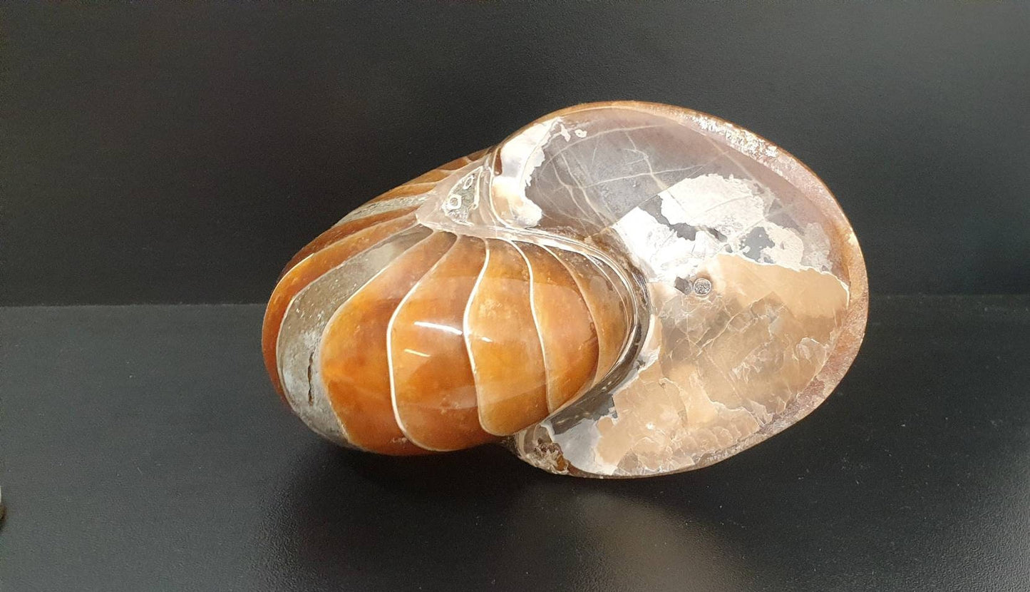 3) Large Nautilus Fossil
