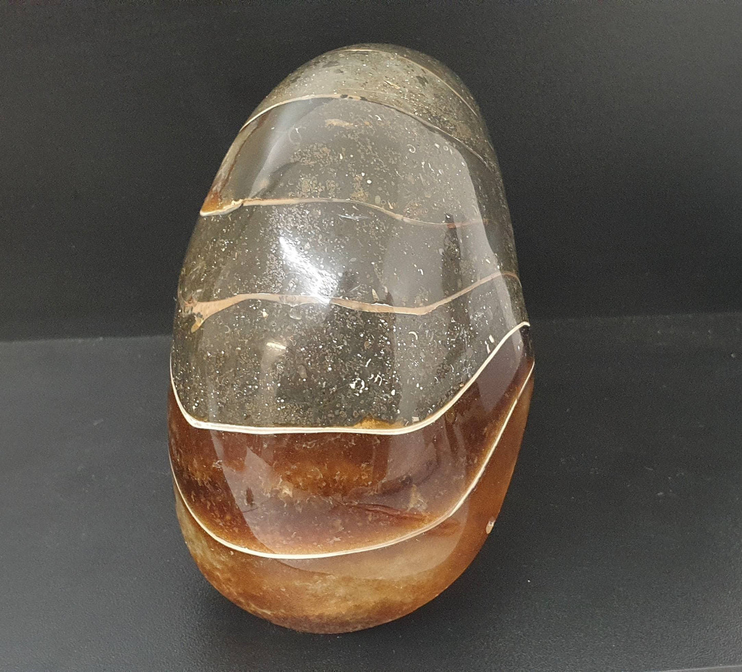 4) Large Nautilus Fossil