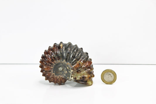 4) Ammonite Fossil Duvilliceras