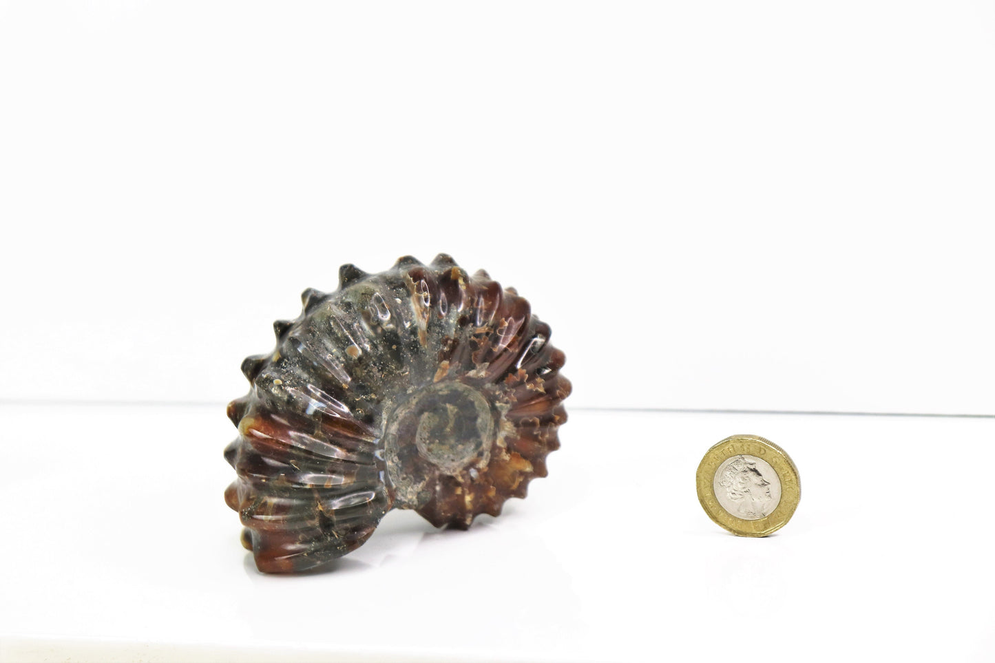 4) Ammonite Fossil Duvilliceras