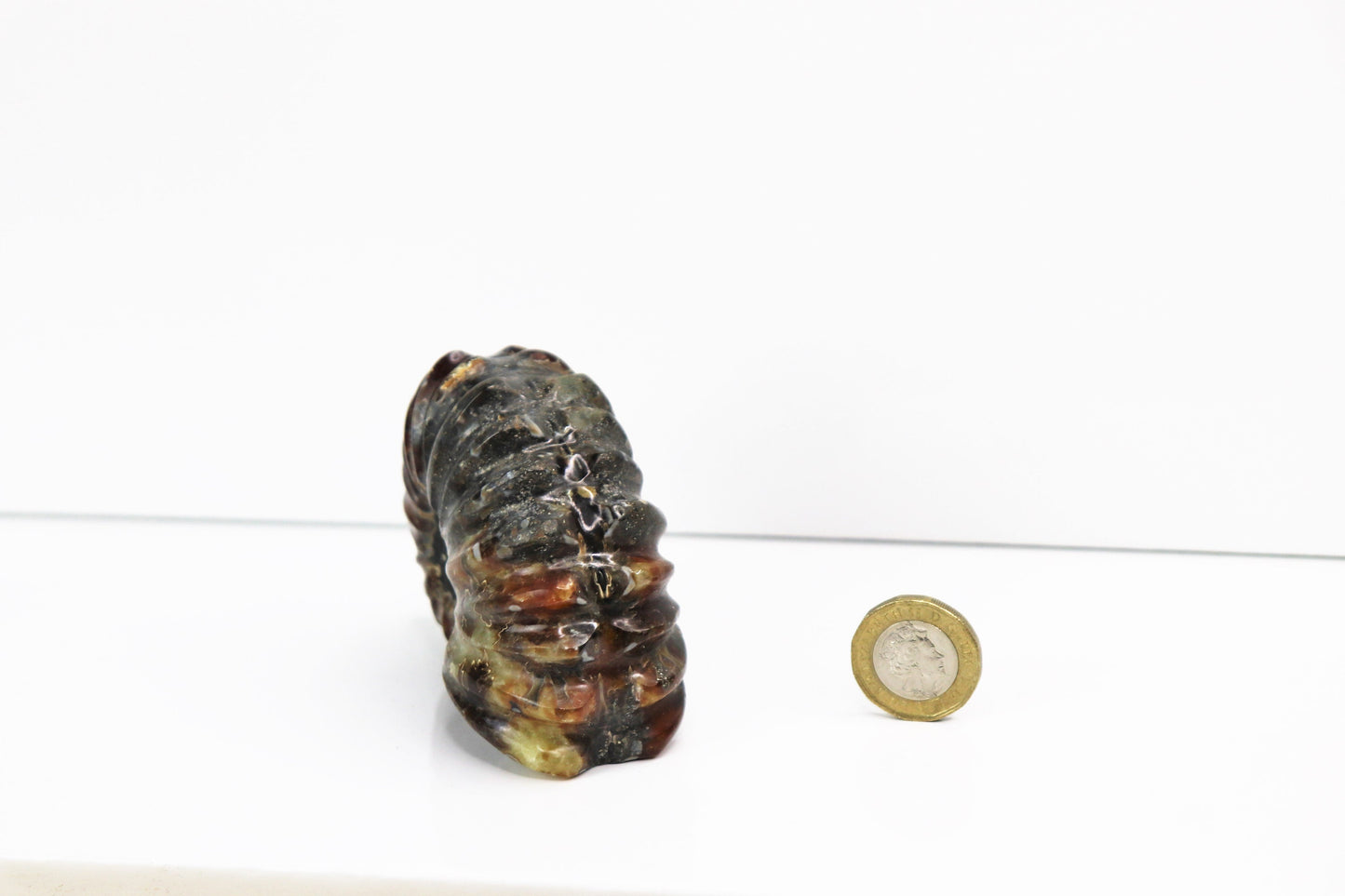4) Ammonite Fossil Duvilliceras
