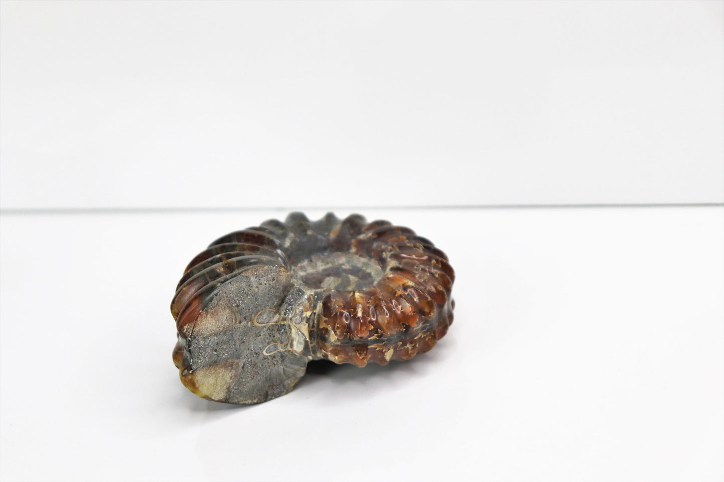 4) Ammonite Fossil Duvilliceras