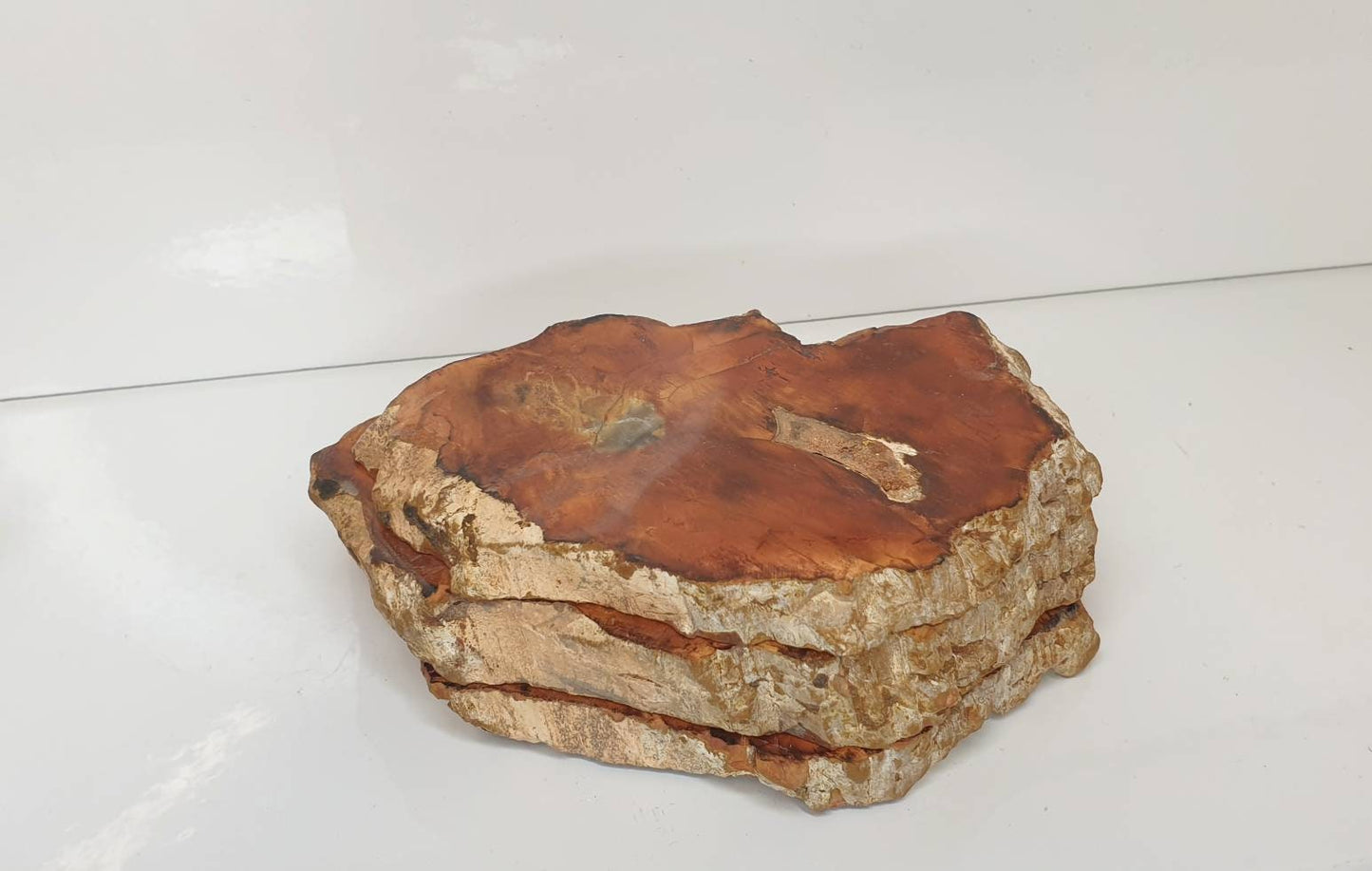 3) Fossil Wood Slice Set - Petrified Wood - Madagascar