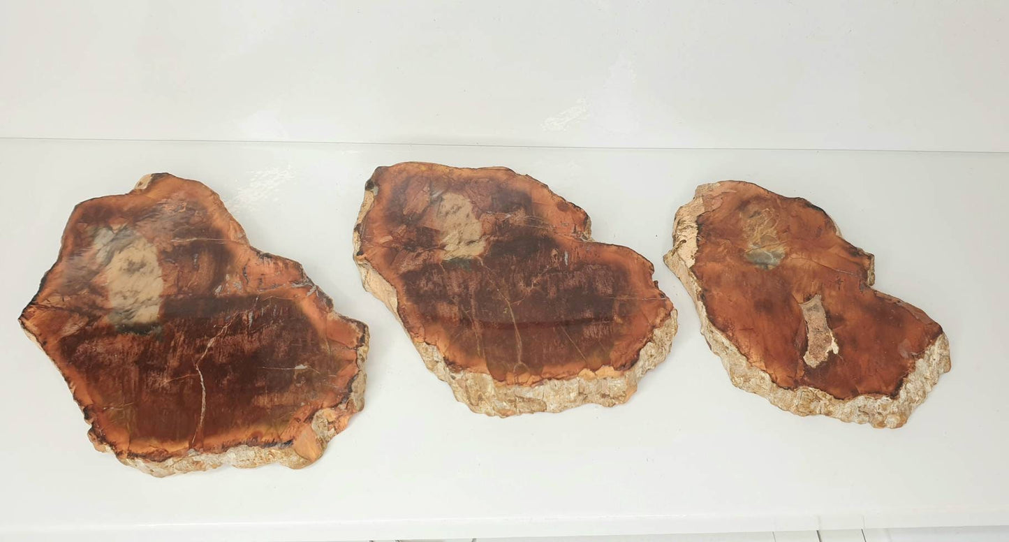 3) Fossil Wood Slice Set - Petrified Wood - Madagascar