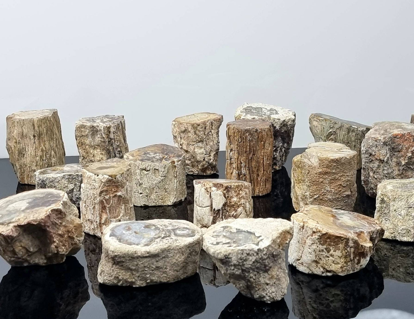 1X Fossil Wood Branch / Stump - Petrified