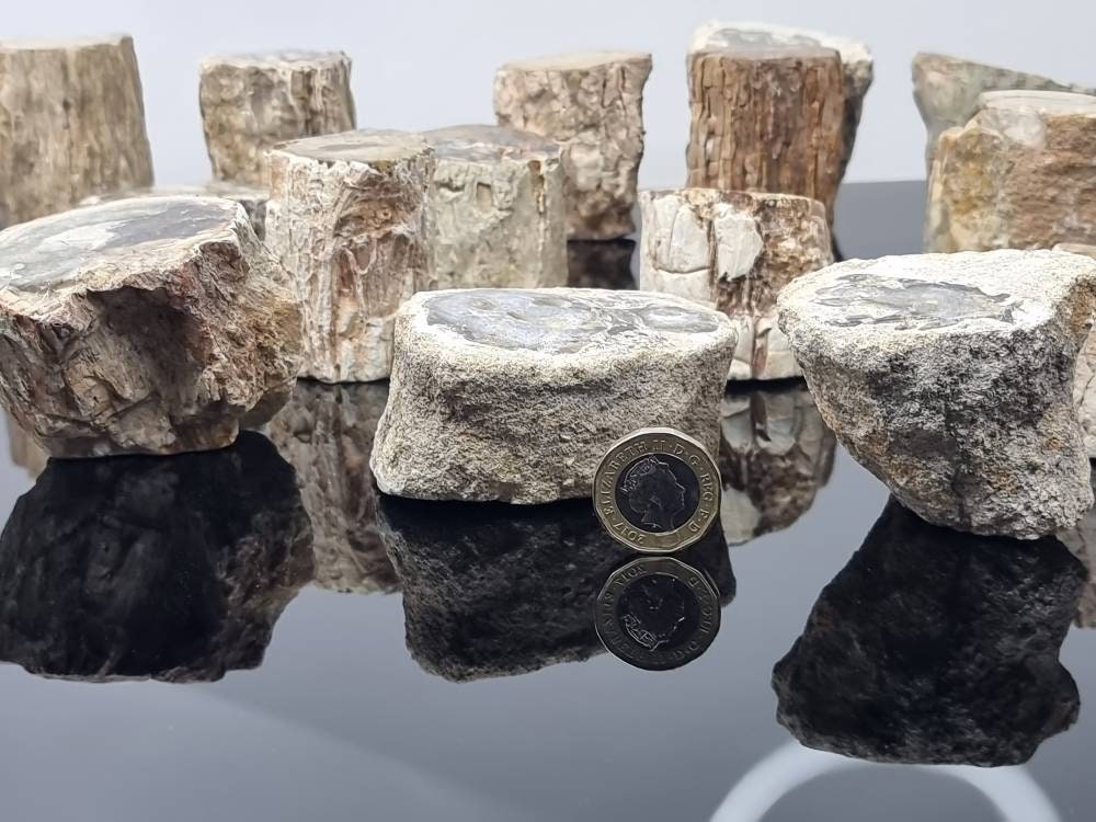 1X Fossil Wood Branch / Stump - Petrified