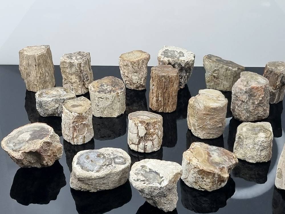 1X Fossil Wood Branch / Stump - Petrified