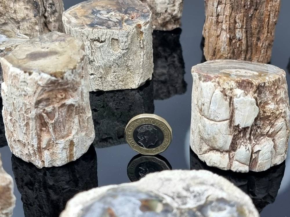 1X Fossil Wood Branch / Stump - Petrified