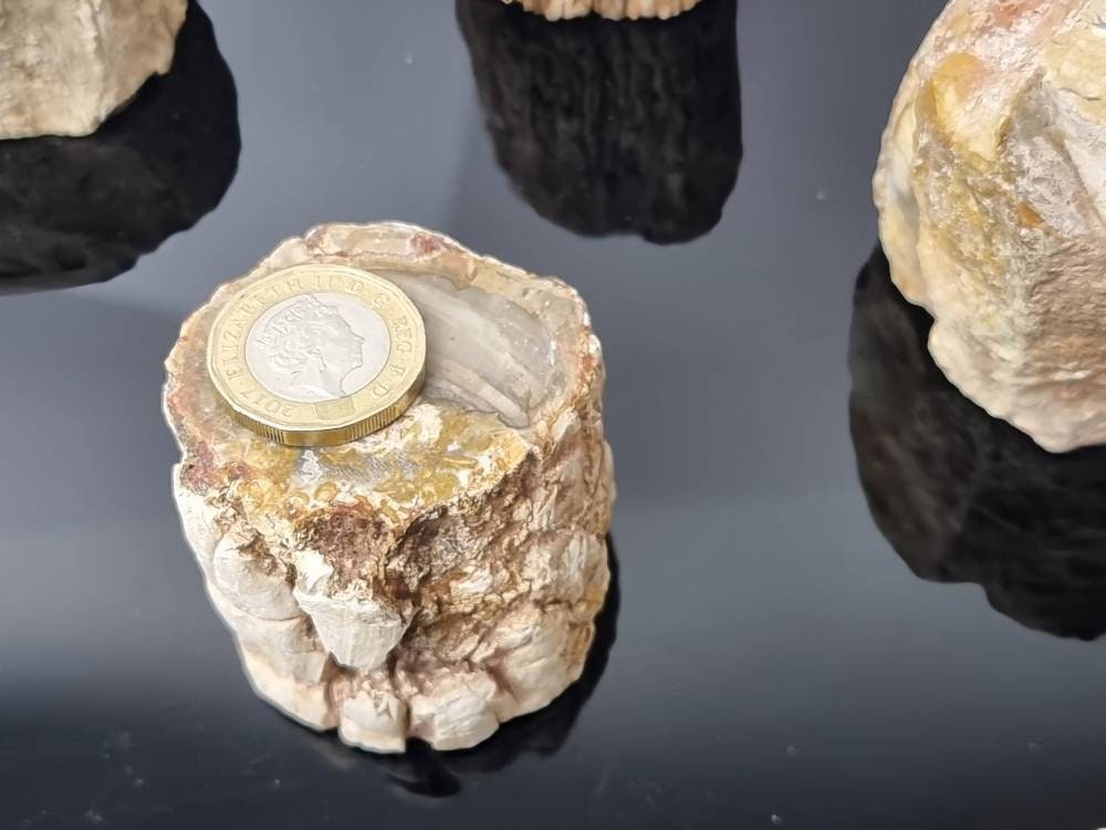 1X Fossil Wood Branch / Stump - Petrified