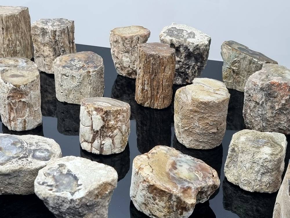 1X Fossil Wood Branch / Stump - Petrified