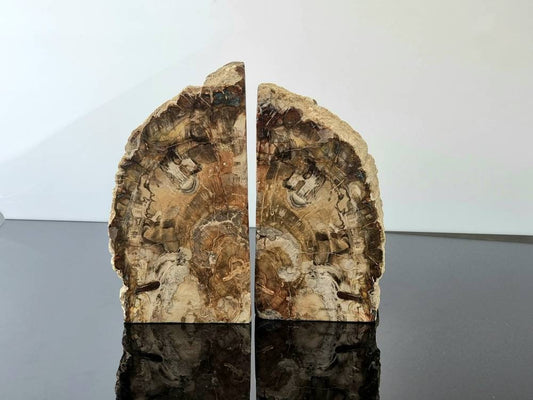 high quality fossil wood bookends