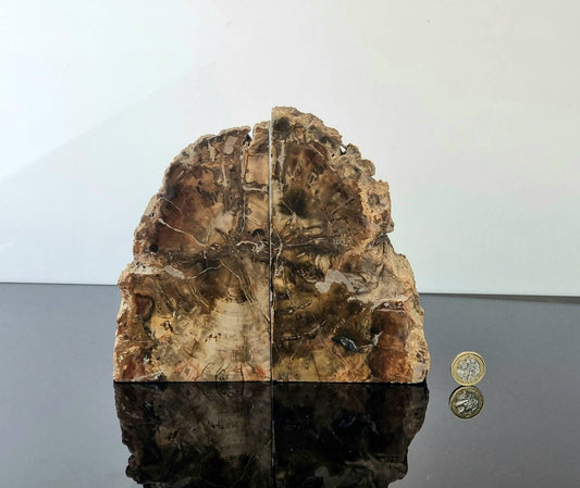 high quality fossil wood bookends