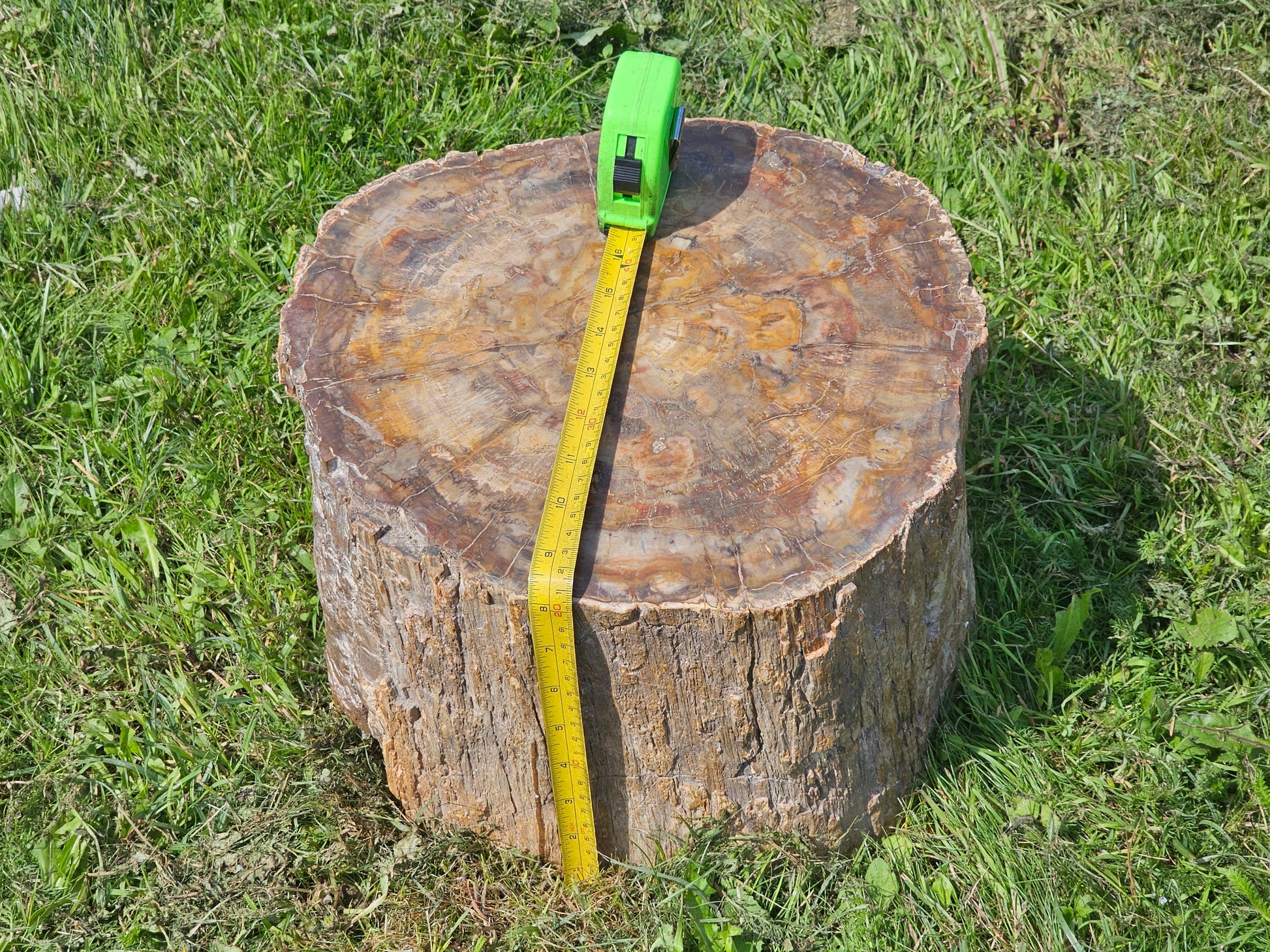 large petrified fossil wood stump