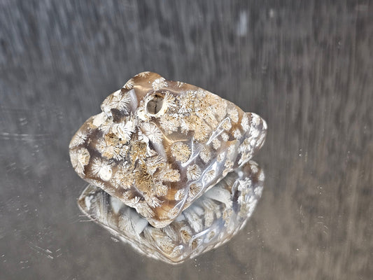 Rare Agate Coral Crystal Fossil - UK   (#10)